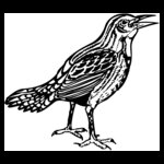 BIRD023