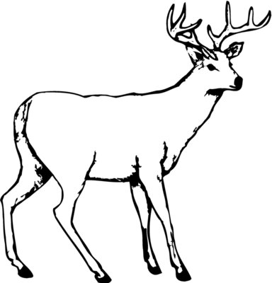 DEER002