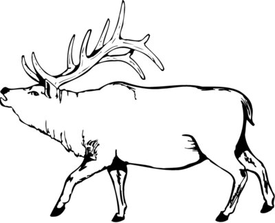 DEER004