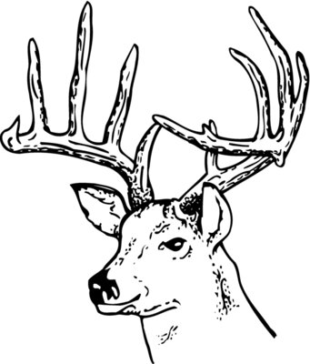 DEER014