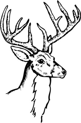 DEER017