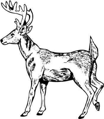 DEER019