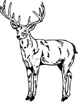 DEER021