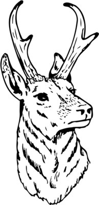 DEER023