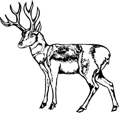 DEER025