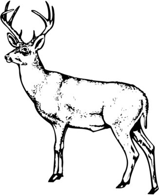 DEER026