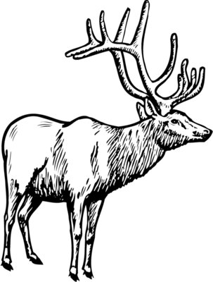 DEER028