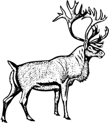 DEER030